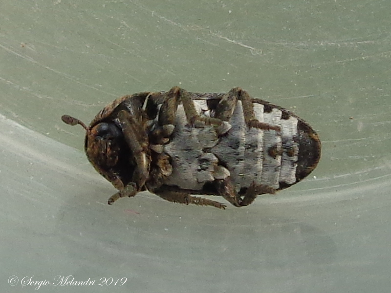 Dermestidae: Dermestes mustelinus, maschio